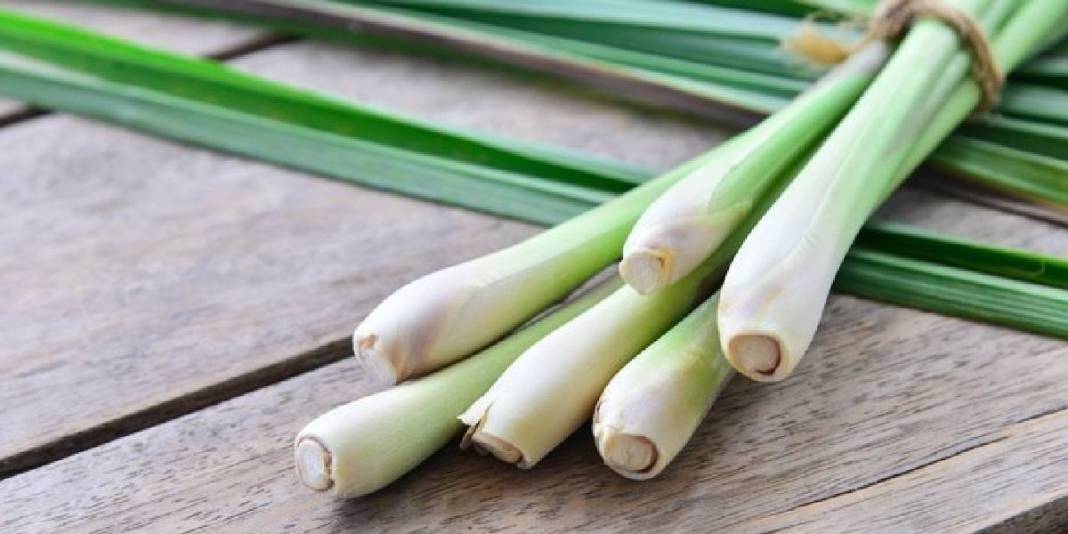 Asırlar önce İbn-i Sina öneriyordu, tüm dünyaya yayıldı! Vücudu resetliyor, kalbi iyileştiriyor: Türkiye’de kıymeti bilinmiyor 3